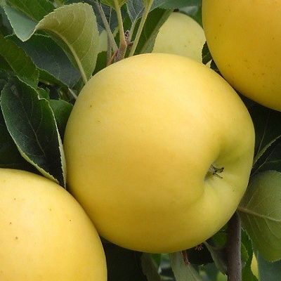 Pommier nain Apple Me Golden Fruit Me ® - Leaderplant