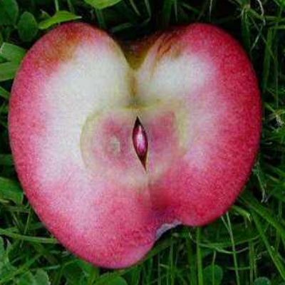 Pommier Red Devil - Leaderplant