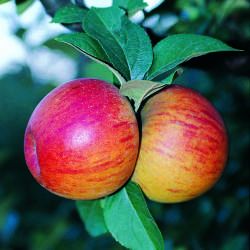 Pommier Reine des Reinettes - Leaderplant