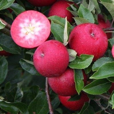 Pommier Rosette ® - Leaderplant