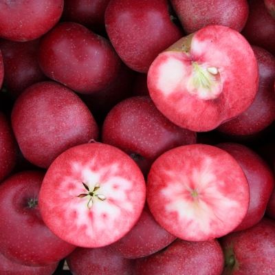 Pommier Rosette ® - Leaderplant