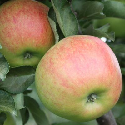 Pommier Colonne Starcats - Leaderplant