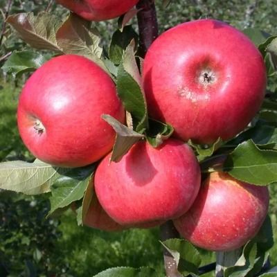 Pommier Topaz - Leaderplant