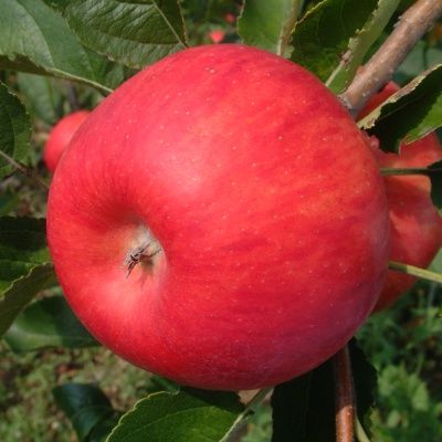 Pommier Topaz - Leaderplant