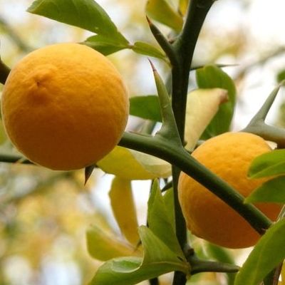 Citronnier épineux Pomeroy - Leaderplant