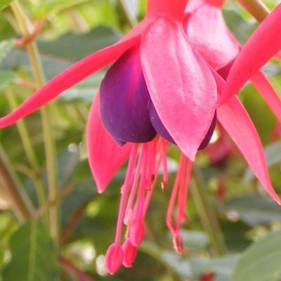 Fuschia rustique Madame Popple - Leaderplant