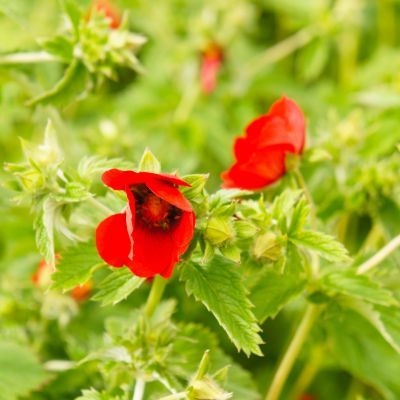 Potentille rouge foncé - Leaderplant