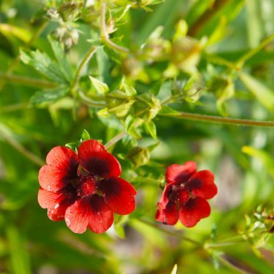 Potentille rouge foncé - Leaderplant