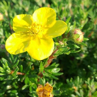 Potentille Goldfinger - Leaderplant