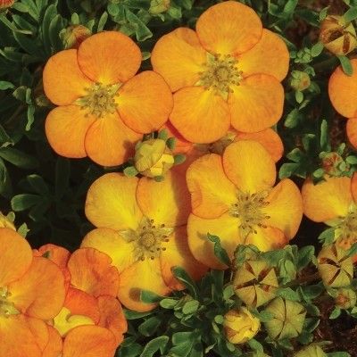 Potentille Bella Sol ® - Leaderplant