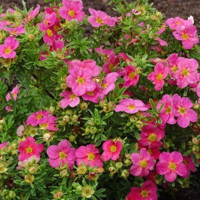 Potentille Bellissima ® - Leaderplant