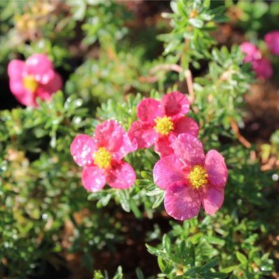 Potentille Bellissima ® - Leaderplant