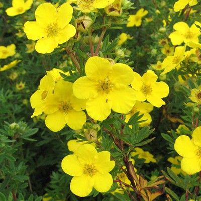 Potentille Goldfinger - Leaderplant