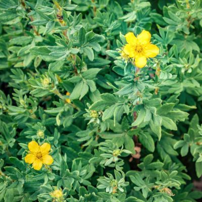 Potentille Goldstar - Leaderplant