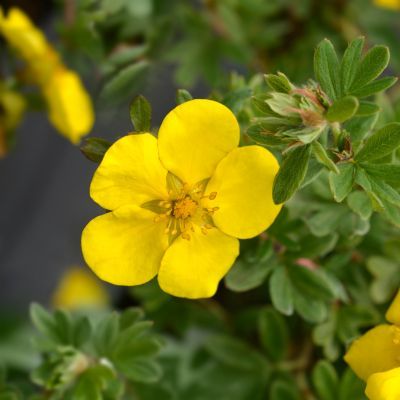 Potentille Goldstar - Leaderplant