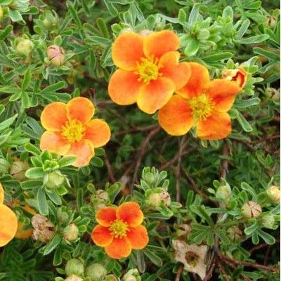Potentille Hopleys Orange - Leaderplant