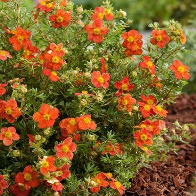 Potentille Marian Red Robin ® - Leaderplant