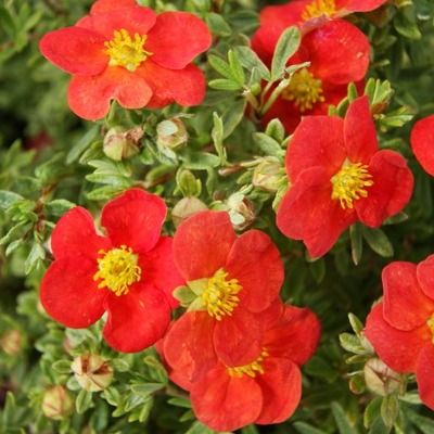 Potentille rouge Red Ace  - Leaderplant