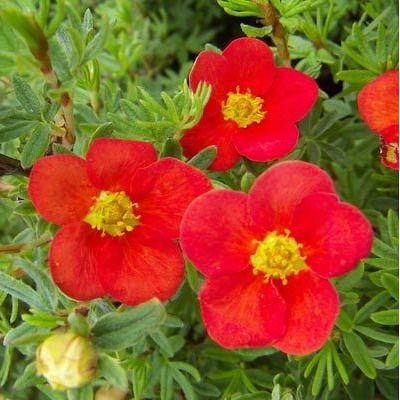 Potentille rouge Red Ace  - Leaderplant