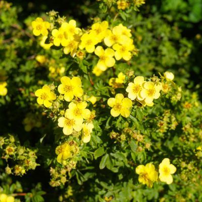 Potentille Sommerflor - Leaderplant