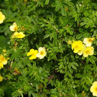 Potentille Sommerflor - Leaderplant