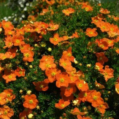 Potentille Tangerine - Leaderplant