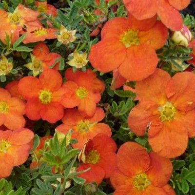 Potentille Tangerine - Leaderplant