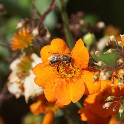 Potentille Tangerine - Leaderplant