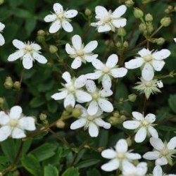 Potentille vivace Nuuk - Leaderplant