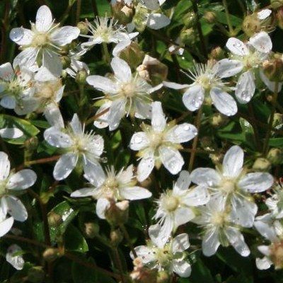 Potentille vivace Nuuk - Leaderplant