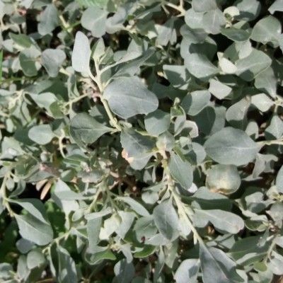 Pourpier de mer - Leaderplant