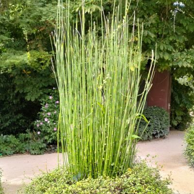 Prêle / Prêle du Japon - Leaderplant