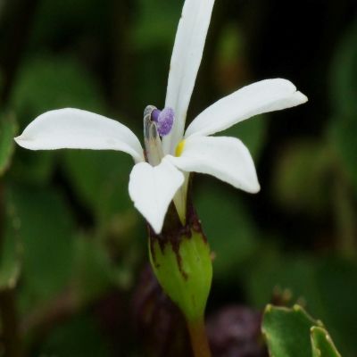 Pratia angulata - Leaderplant