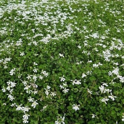 Pratia angulata - Leaderplant