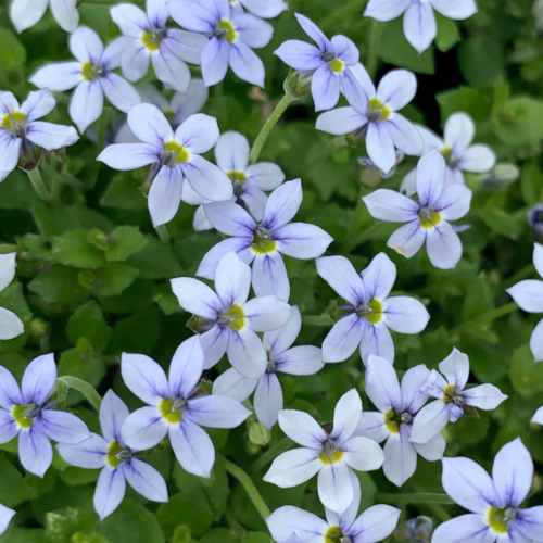 Pratia pedunculata - Isotoma en mini-motte - Leaderplant