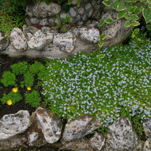 Pratia pedunculata - Isotoma en mini-motte - Leaderplant
