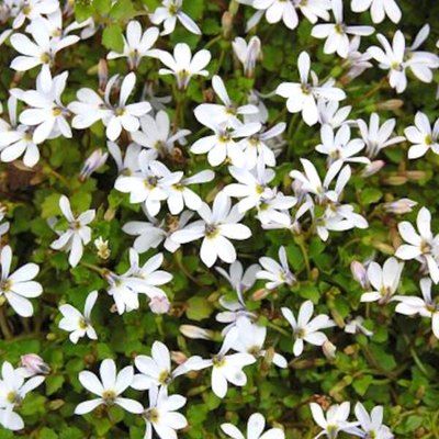 Pratia angulata - Leaderplant