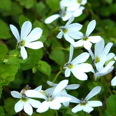 Pratia angulata - Leaderplant