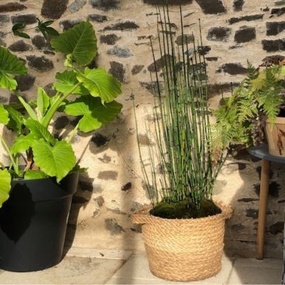 Prêle / Prêle du Japon - Leaderplant