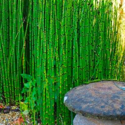 Prêle / Prêle du Japon - Leaderplant