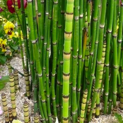 Prêle / Prêle du Japon - Leaderplant