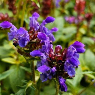 Brunelle à grandes fleurs - Leaderplant