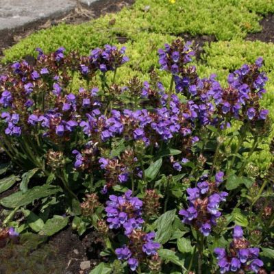 Brunelle à grandes fleurs - Leaderplant