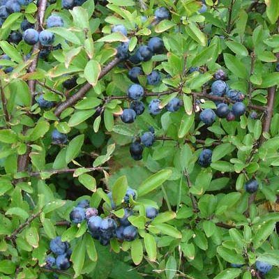 Prunellier - Épine noire - Leaderplant
