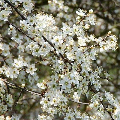 Prunellier - Épine noire - Leaderplant