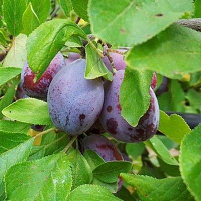 Prunier d'Agen / Prune d'Ente - Leaderplant