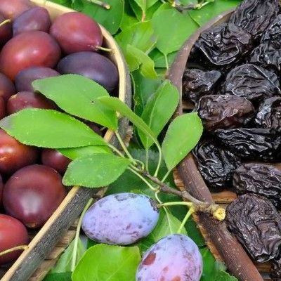 Prunier d'Agen / Prune d'Ente - Leaderplant