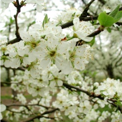 Prunier d'Agen / Prune d'Ente - Leaderplant