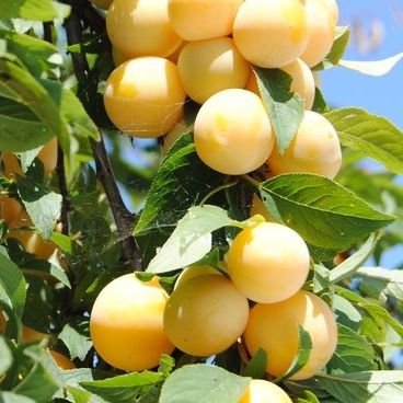 Prunier Mirabelle Belle de Nancy - Leaderplant