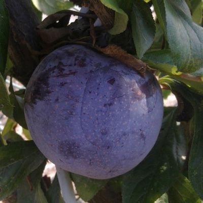 Prunier nain Plum Me Angeleno Fruit Me ® - Leaderplant
